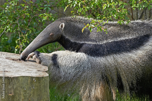 Giant anteater (Myrmecophaga tridactyla) photo