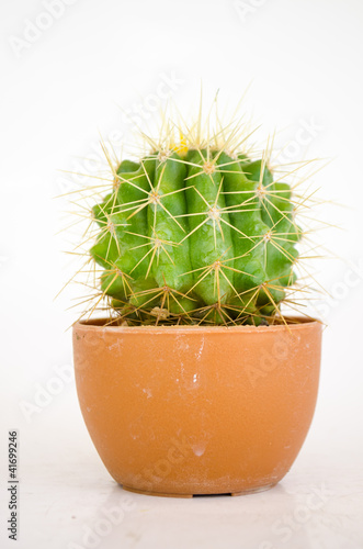small cactus in pot