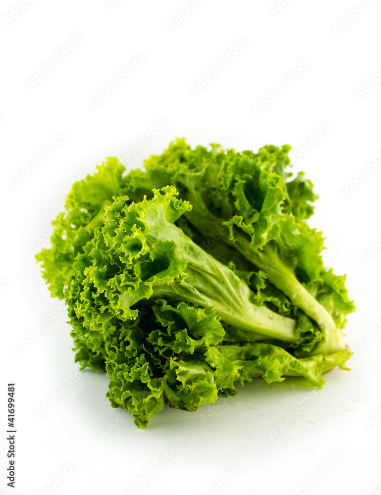 fresh green lettuce leaves on white background fresh green lettuce leaves on white background