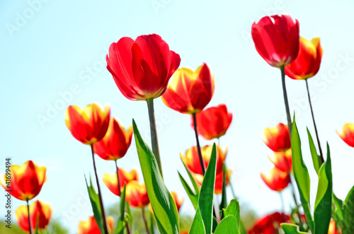Tulips © voltan