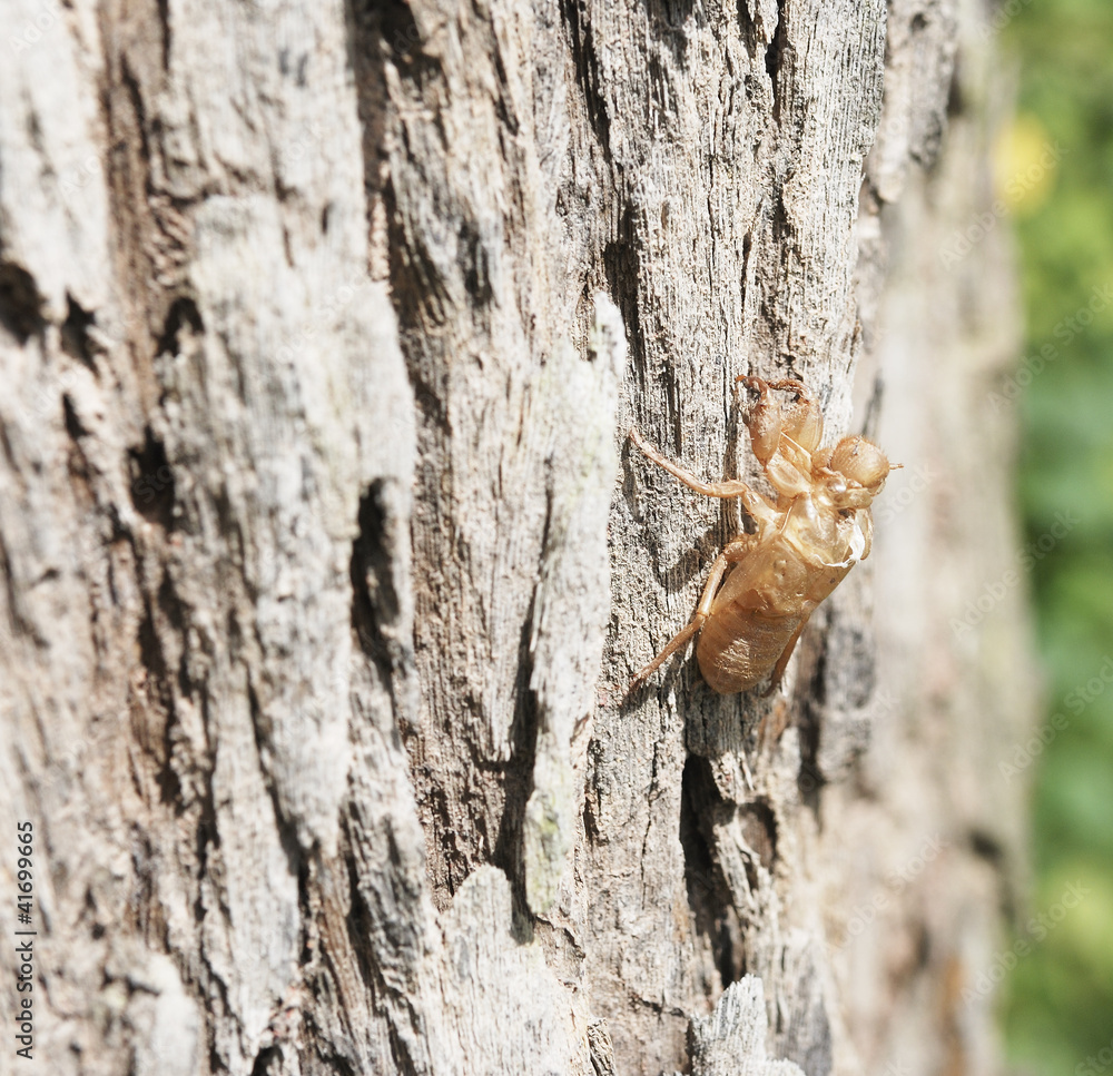 Staining of the cicada.