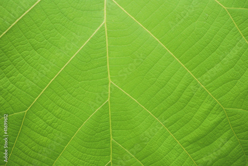 The pattern of the veins of Teak.
