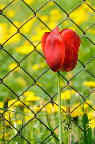 Beautiful Red Tulip by Chain-Link Fence