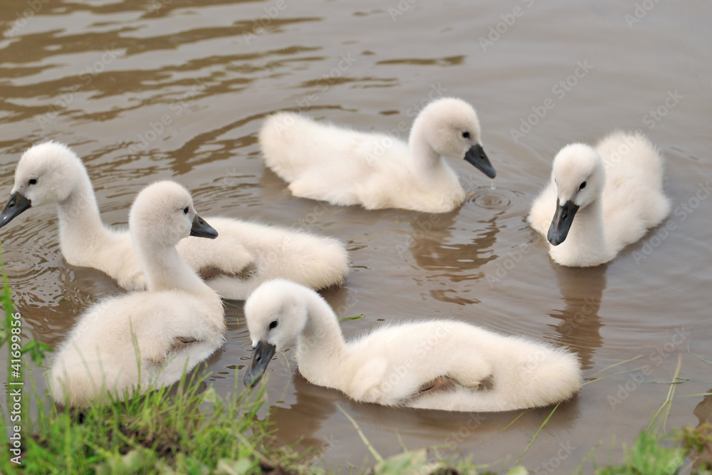 Obraz premium 白鳥のヒナ