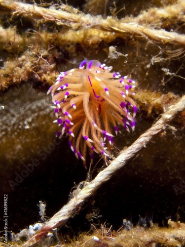 Nudibranch - Flabellina rubrolineata photo