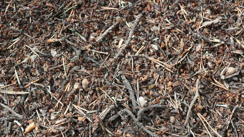 Anthill, red wood ants close-up. Timelapse. Anthill, red wood ants close-up. Timelapse.