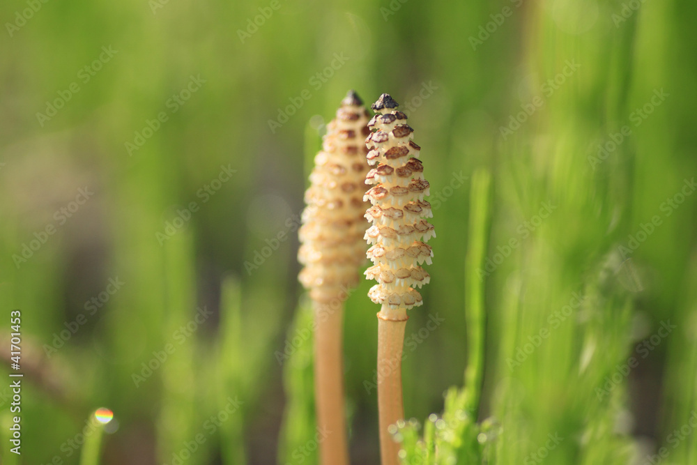 Equisetum arvense