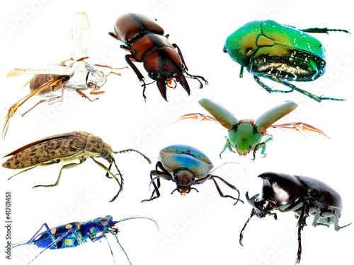 insect beetle collection set photo