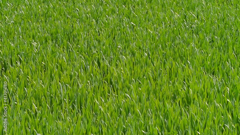 grüne Wiese grüne Wiese
