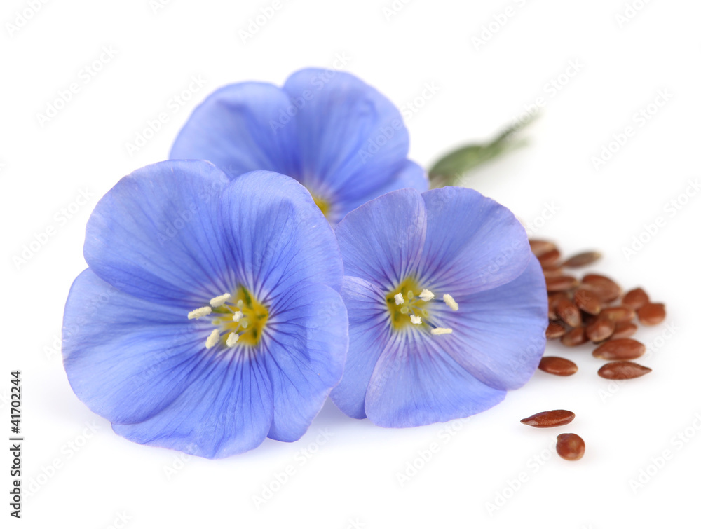 Flowers of flax with seeds - obrazy, fototapety, plakaty 