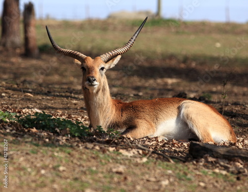 Photography waterbuck couché