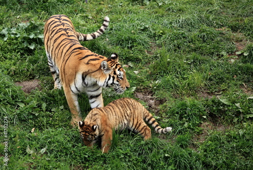 tigresse du bengale et son petit