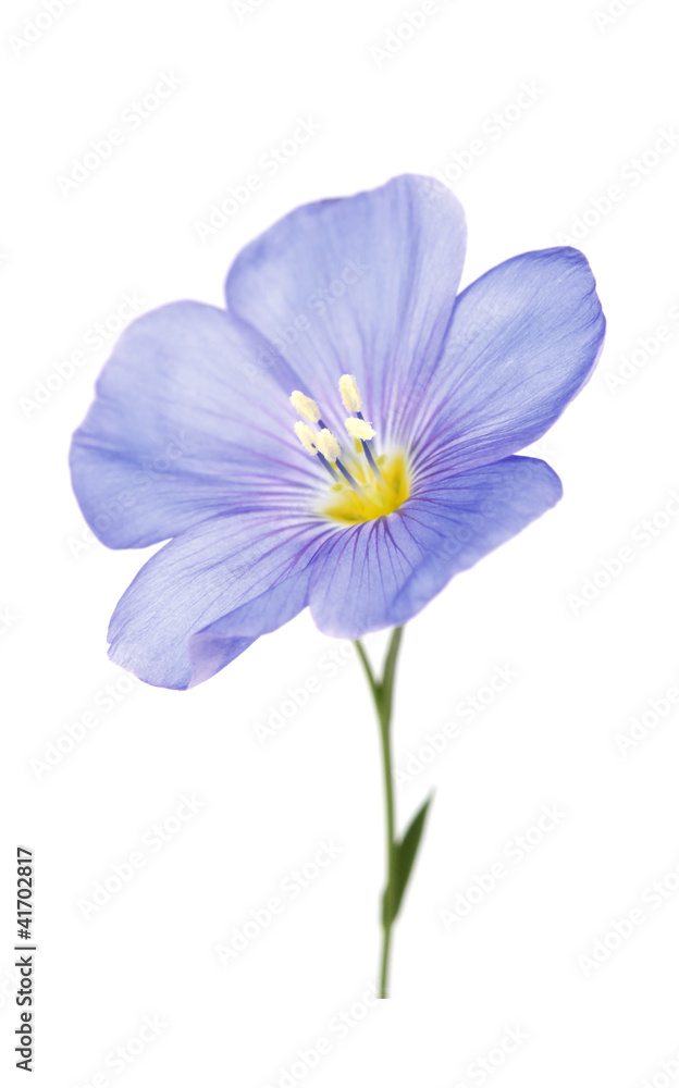 One flower of flax