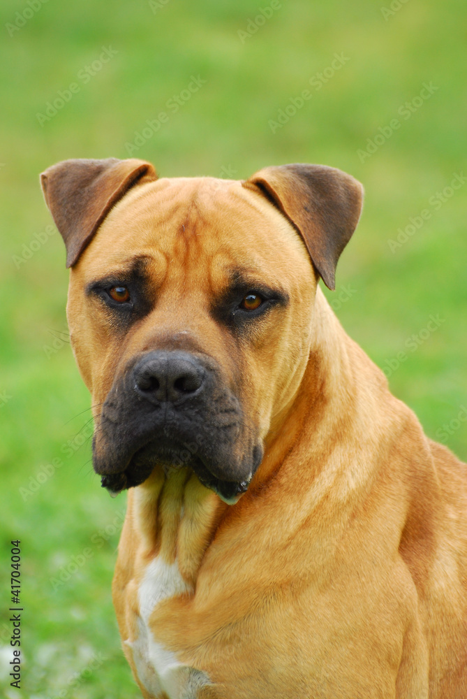 Boerboel dog head portrait