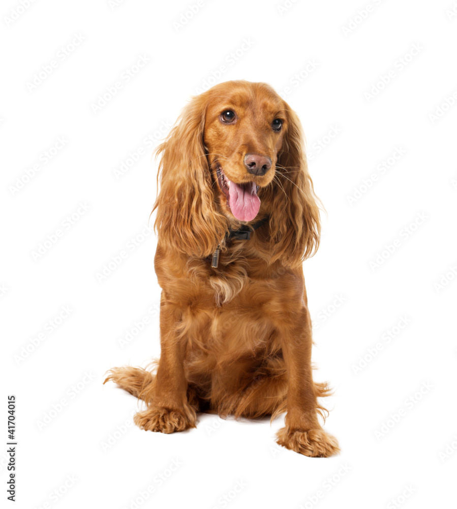 charming english cocker spaniel