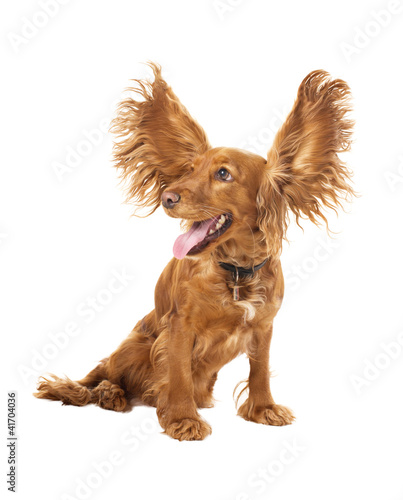 adorable cocker spaniel with flying ears in studio