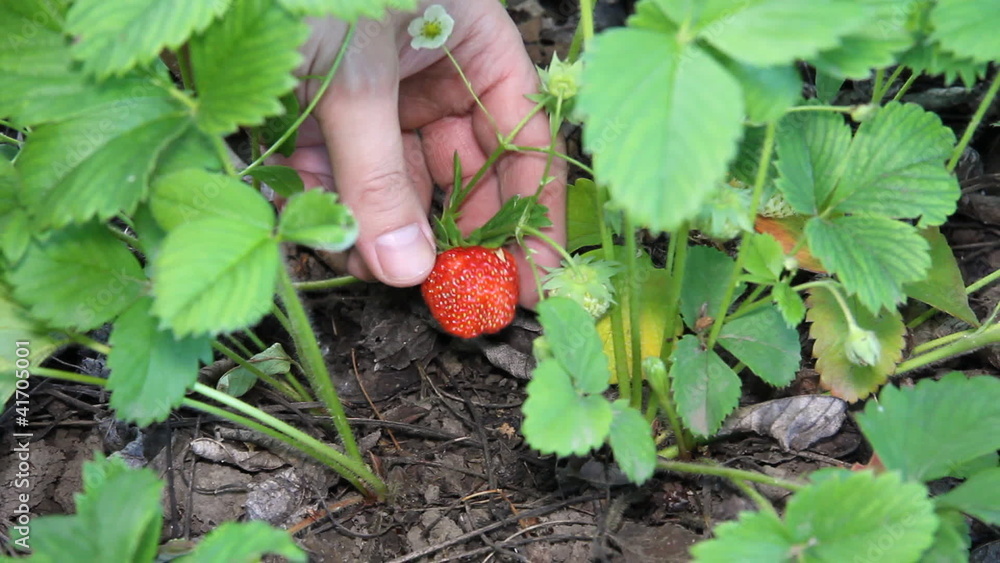 Strawberries in a garden Strawberries in a garden