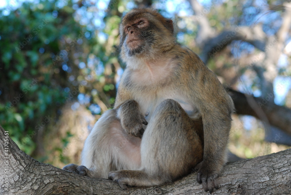 singe singe