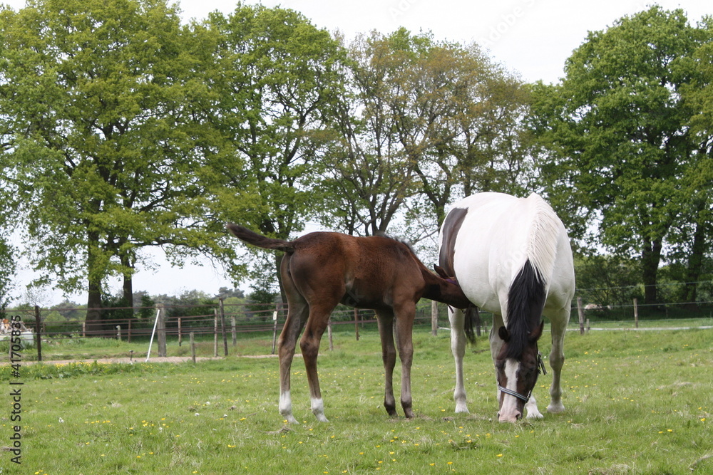 Fototapeta premium The foal drinks milk from the mother