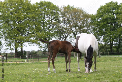 The foal drinks milk from the mother