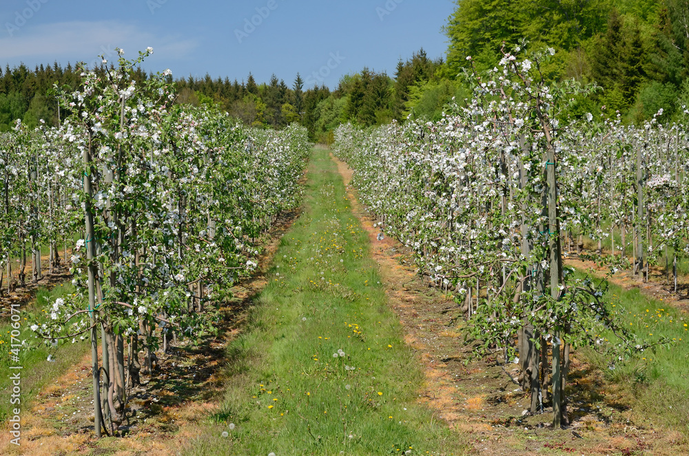Spring apple orchard on Swedish farm