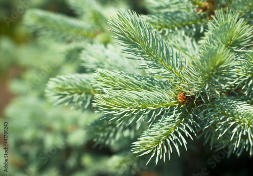 Silver, blue spruce pine, fir tree