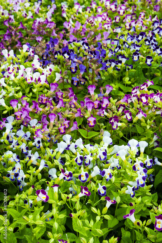 Blossoming flowers Blossoming flowers