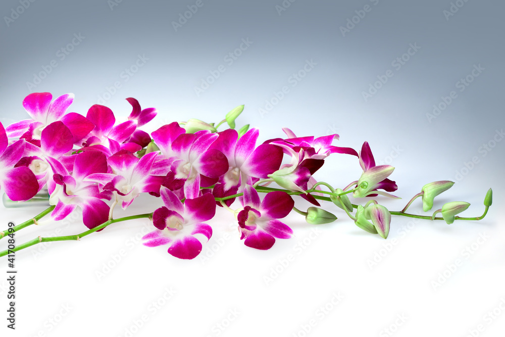 Blossoming flower exotic orchid