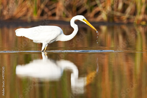 Great Egret, Ardea Alba, fishing