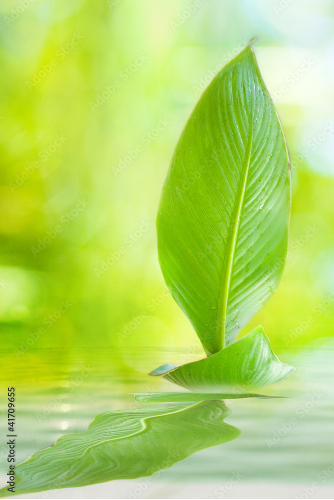 sailing leaf