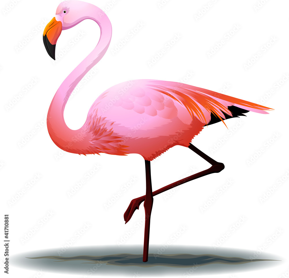 Obraz premium flamingo