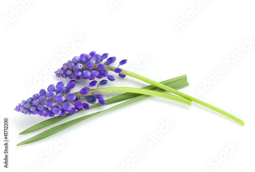 Lying blue hyacinth flowers