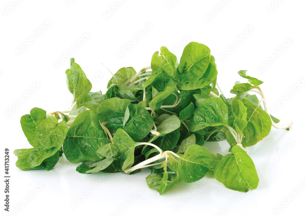 Spinach on white background Spinach on white background