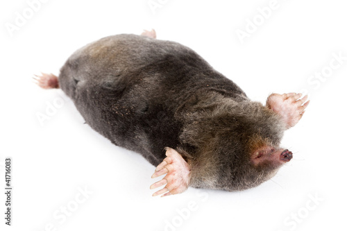 The European mole on a white background, separately