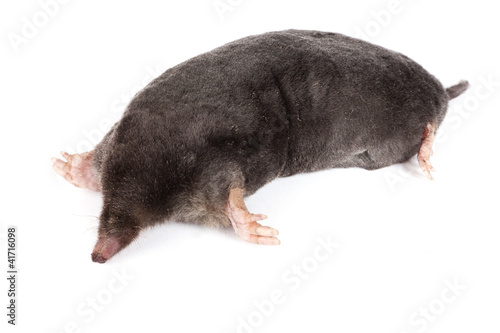 The European mole on a white background, separately photo