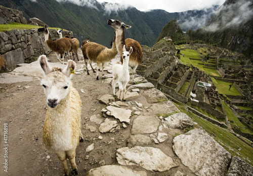 Llamas at Machu Picchu photo