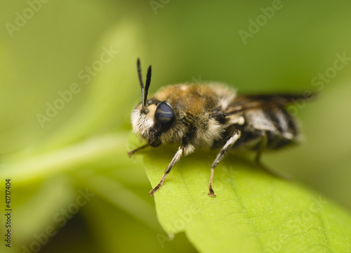 Bearded bee with two-colored eyes © Gucio_55