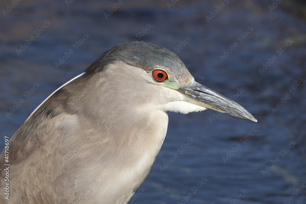 Black Crowned Night Heron