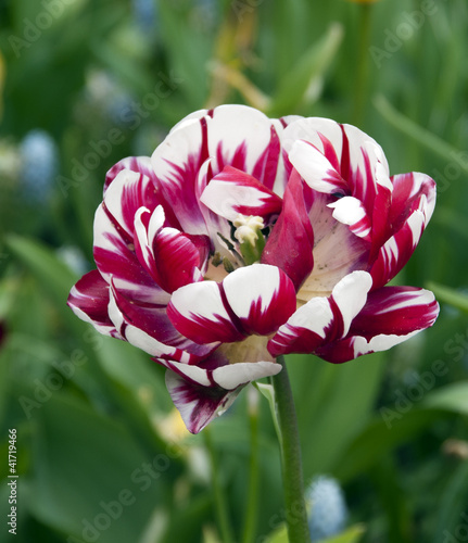 tulip photo