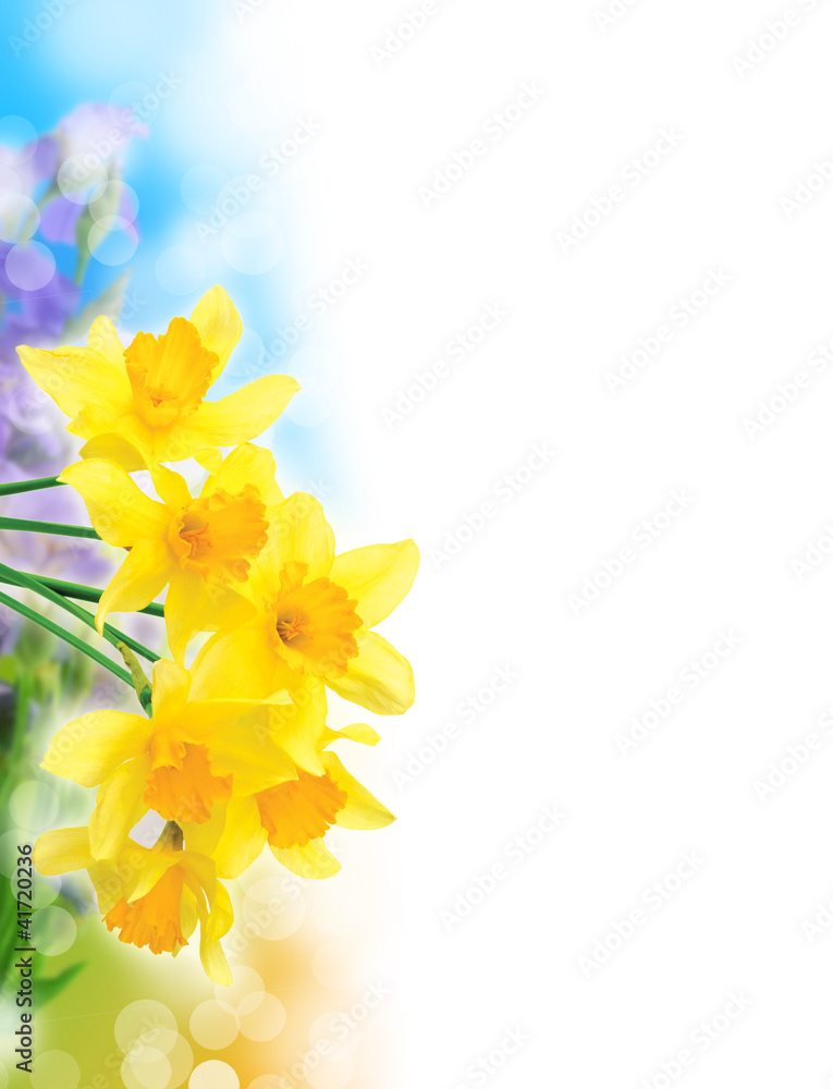 Fototapeta premium Beautiful spring narcissus flowers