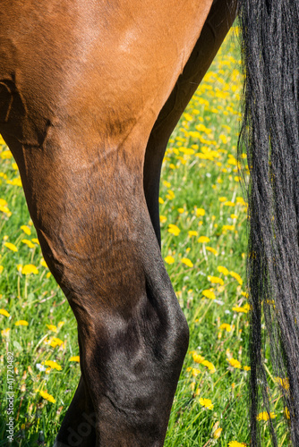 Fototapeta Naklejka Na Ścianę i Meble -  Horse leg
