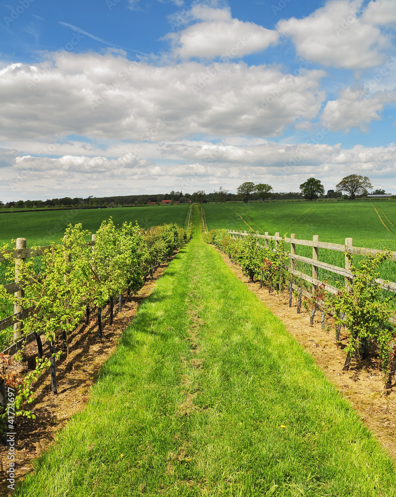 Fenced Footpath between fields