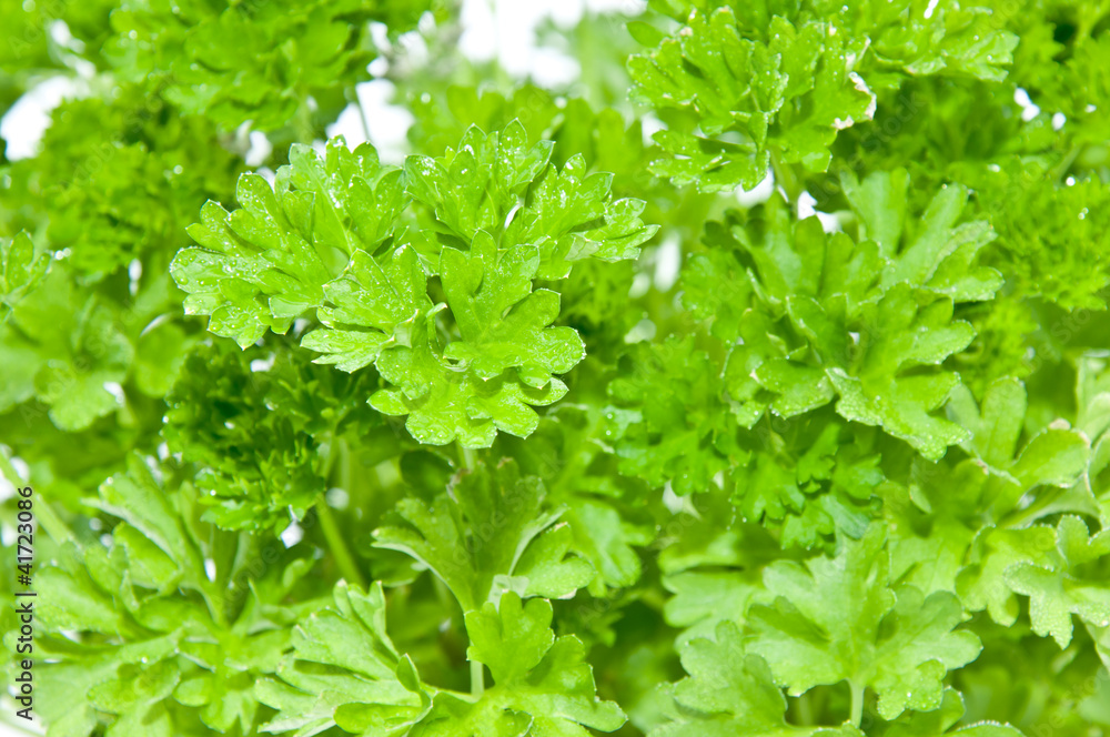 Water wetted Parsley