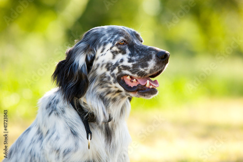 Fotografía english setter