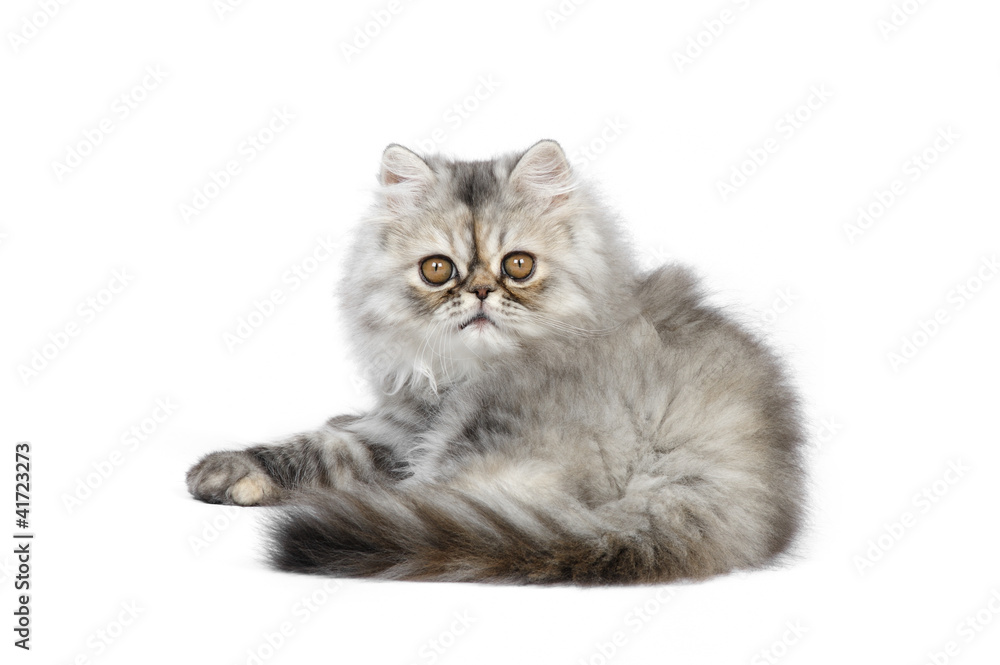 Persian kitten in studio