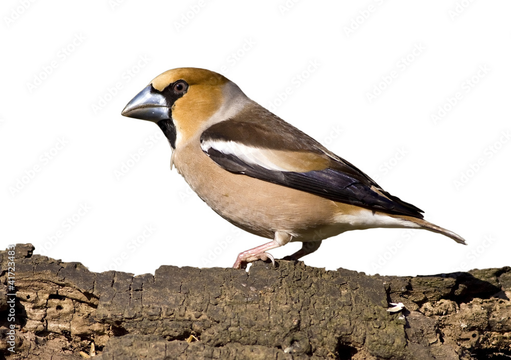 Fototapeta premium Hawfinch bird