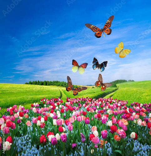 Butterfly wallpaper - Wall mural Field of colorful flowers and a butterfly group