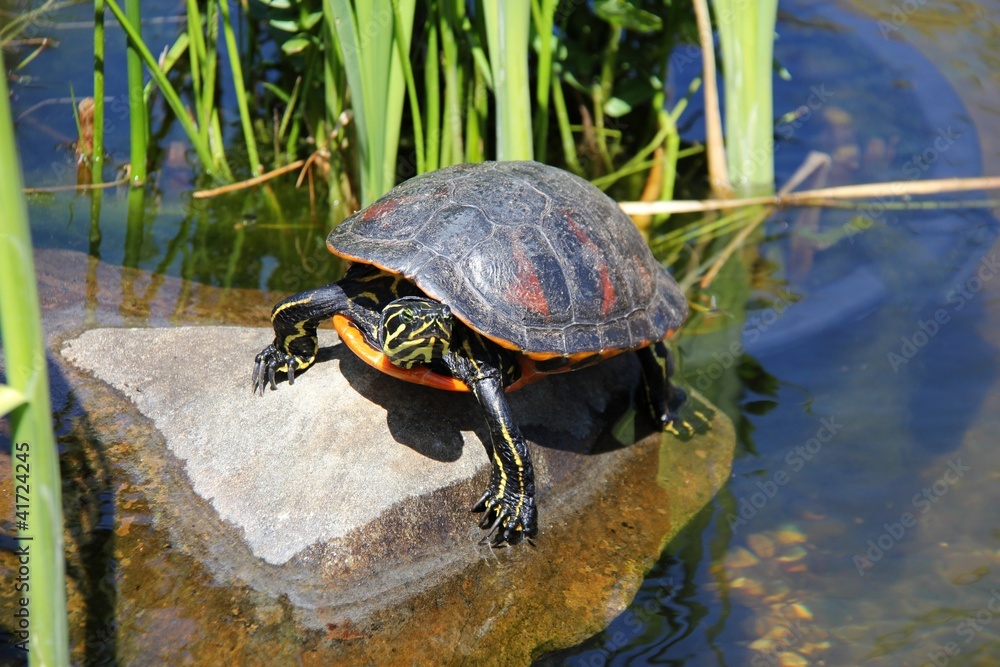 schildkröte auf stein sonnt sich III schildkröte auf stein sonnt sich III