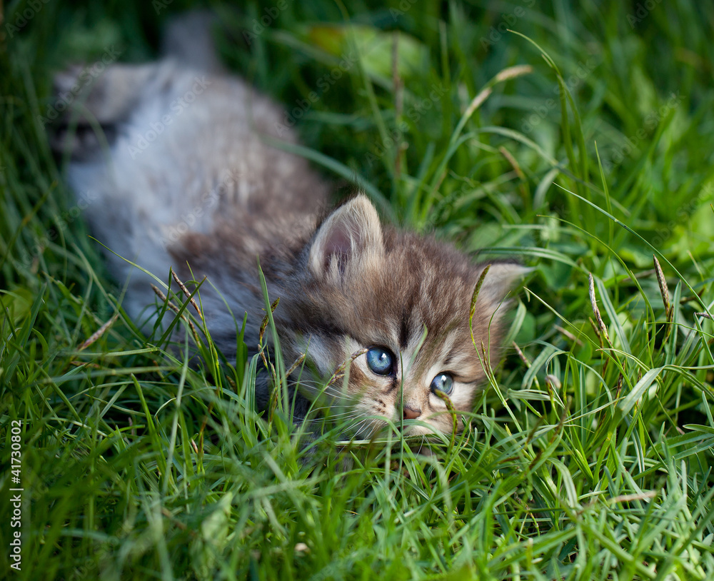 Small cat on a grass