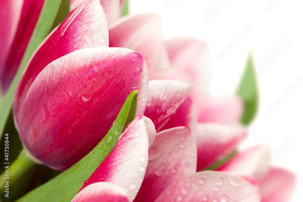 Pink tulips with water drops on white background / copy space fo Pink tulips with water drops on white background / copy space fo